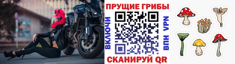 Купить закладки  Заринск  Псилоцибиновые грибы Psilocybe 